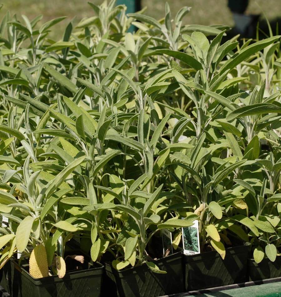 Organic Sage – Plant Material