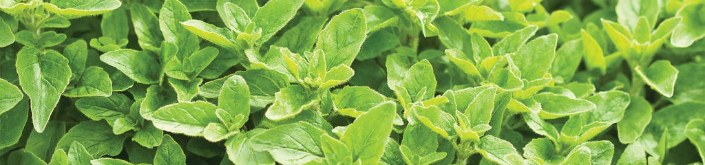 About Marjoram and Oregano