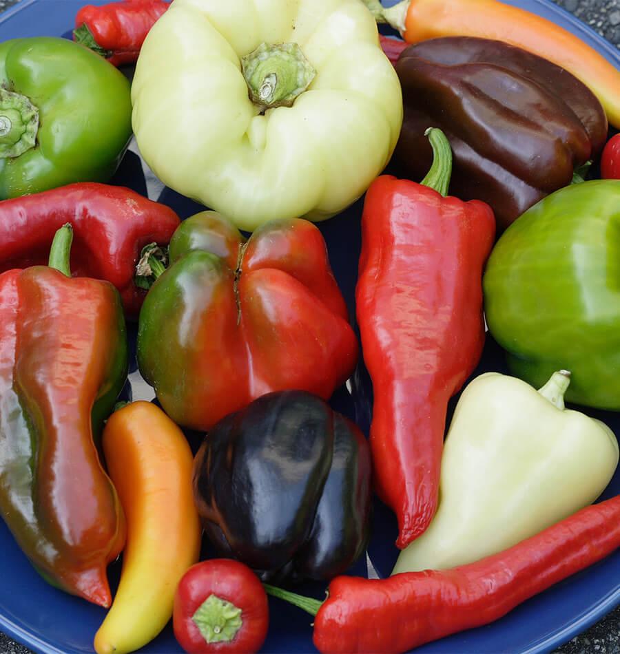 About Peppers