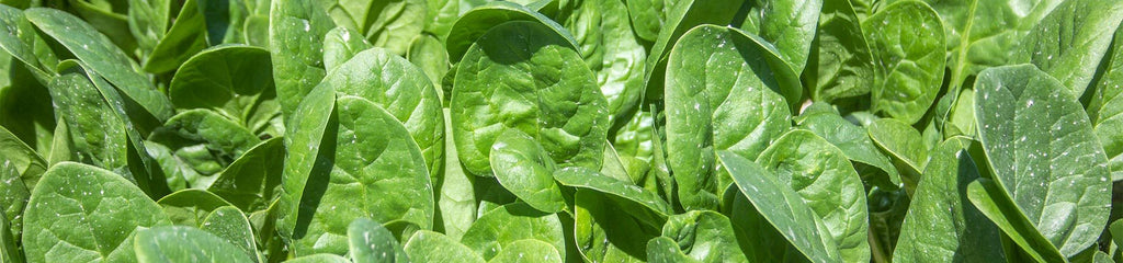 About Spinach