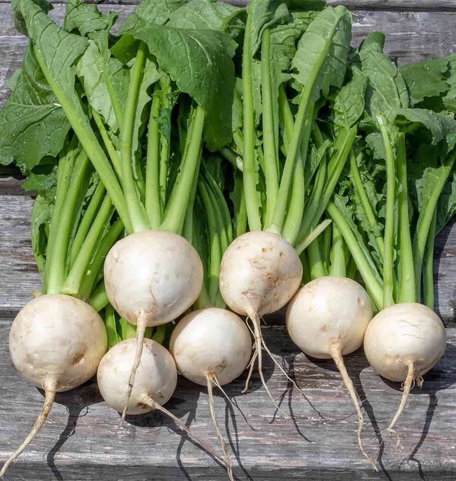 About Turnips