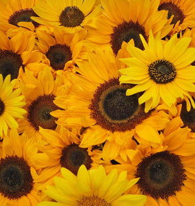 All About Sunflowers