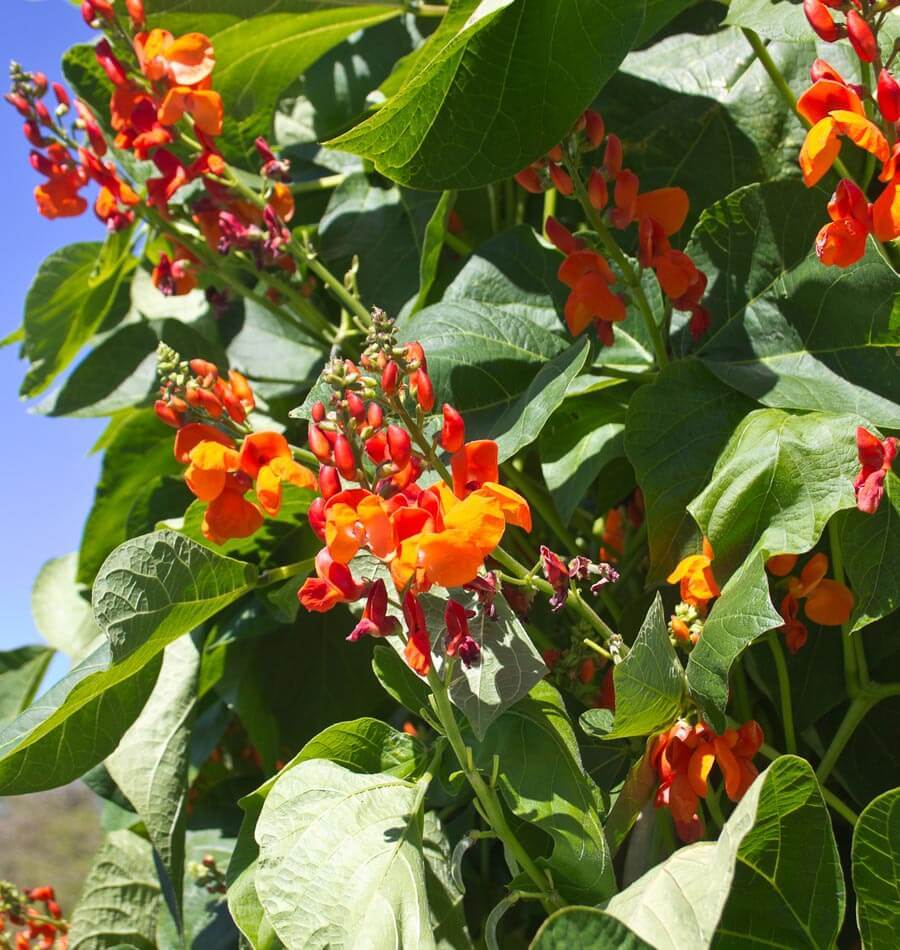 How to Grow Runner Beans