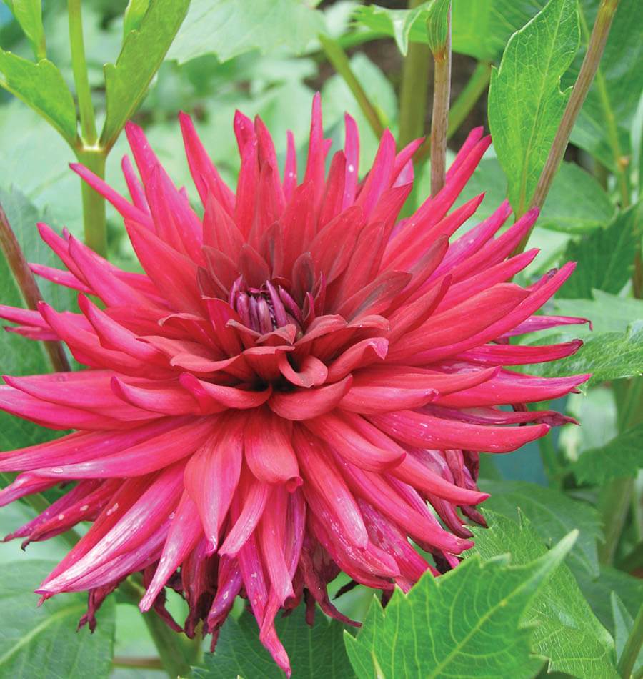 How to Grow Dahlias