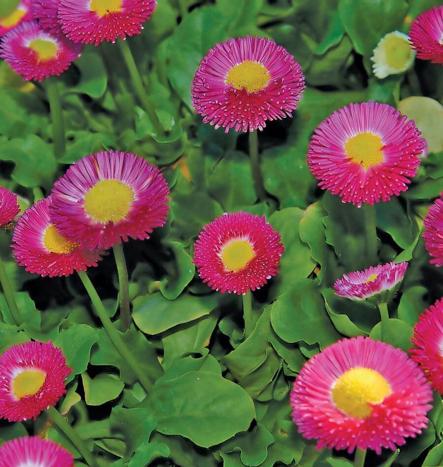 How to Grow Bellis