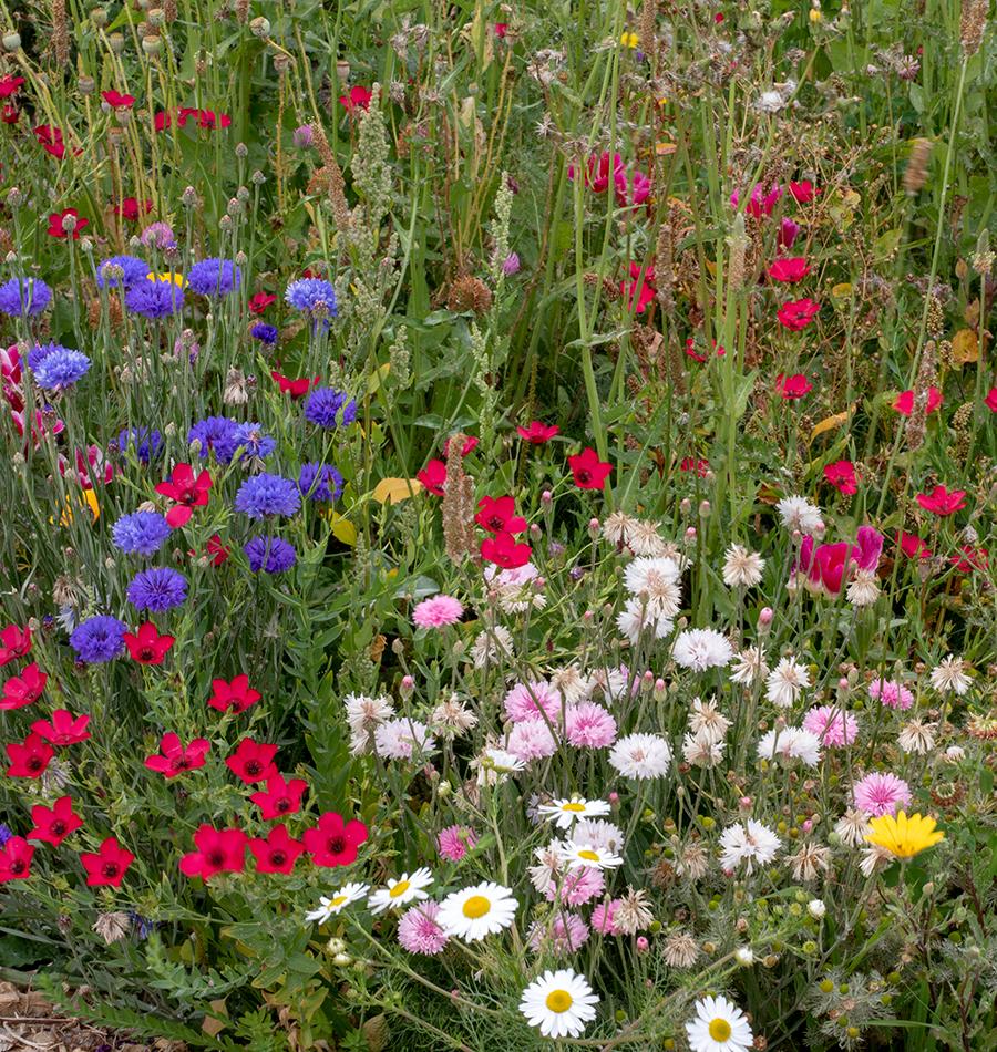 Biodiversity Blend Wildflowers Ingredients