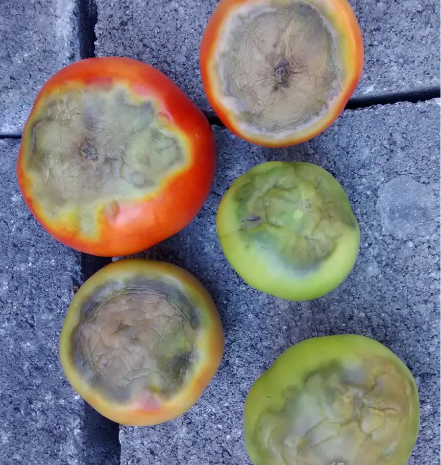 Blossom End Rot in Tomatoes