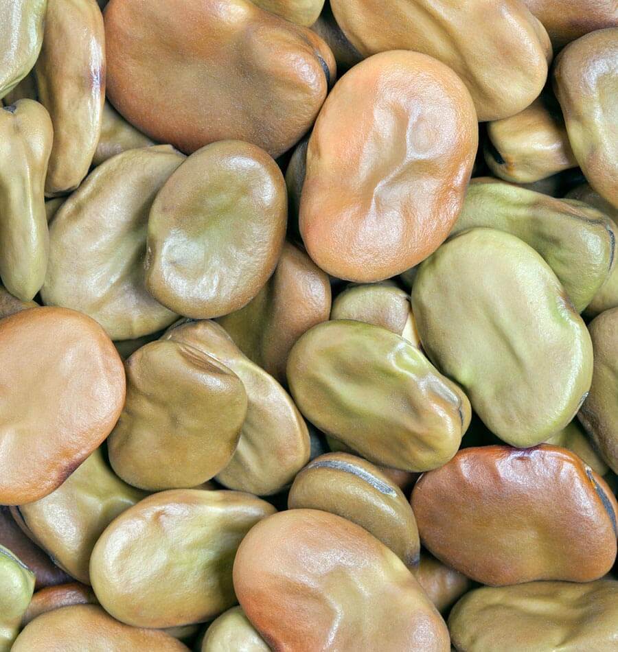 How to Grow Broad Beans