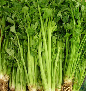 How to Grow Celery and Celeriac