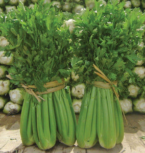 About Celery & Celeriac