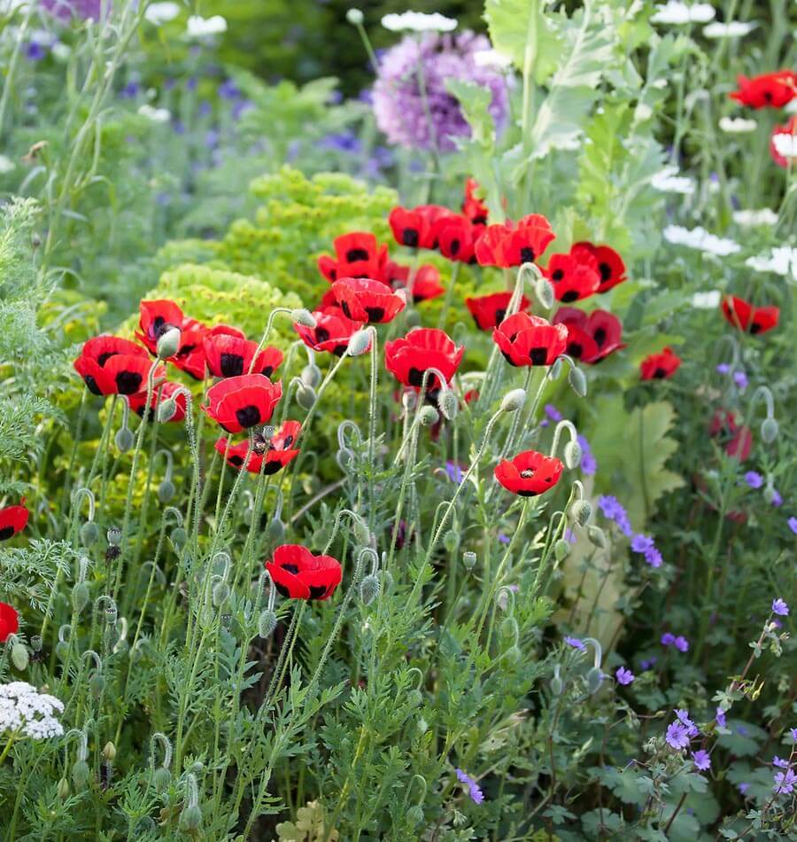Dream Time: Plan Your New Year's Garden