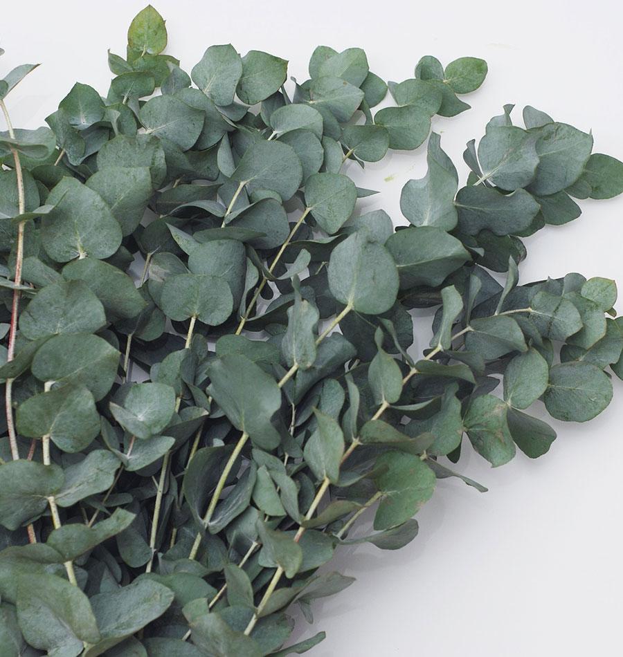How to Grow Eucalyptus