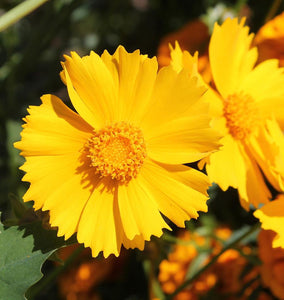 How to Grow Coreopsis