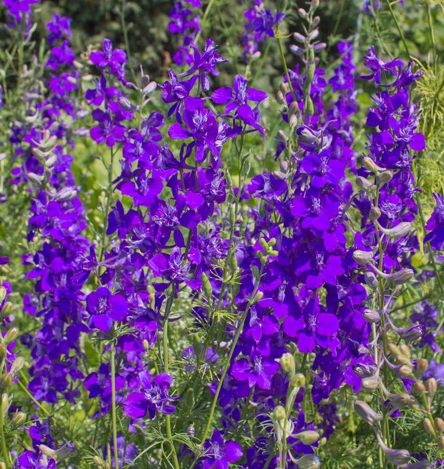 How to Grow Delphinium "Larkspur"