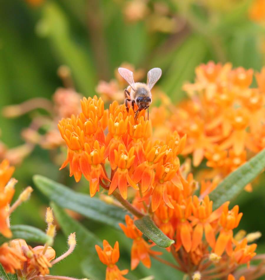 How to Grow Asclepias