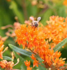 How to Grow Asclepias