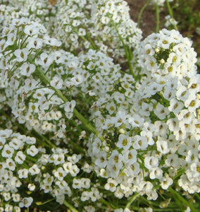 How to Grow Alyssum