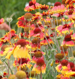 How to Grow Gaillardia