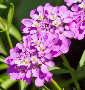 How to Grow Iberis "Candytuft"