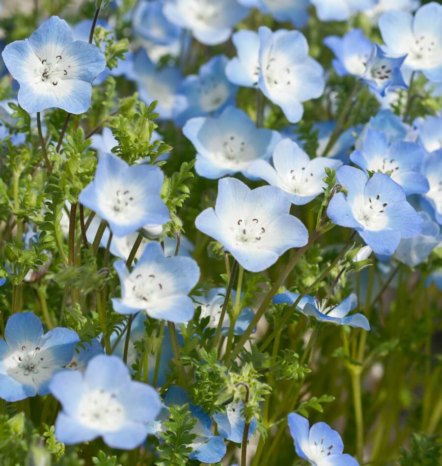 How to Grow Nemophila