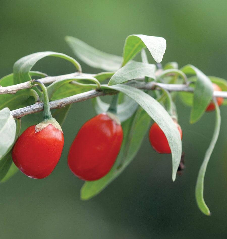 How to Grow Goji Berries