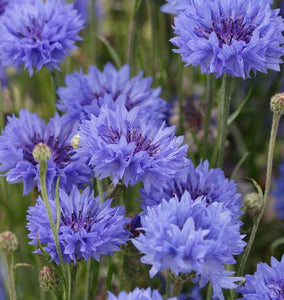 How to Grow Centaurea