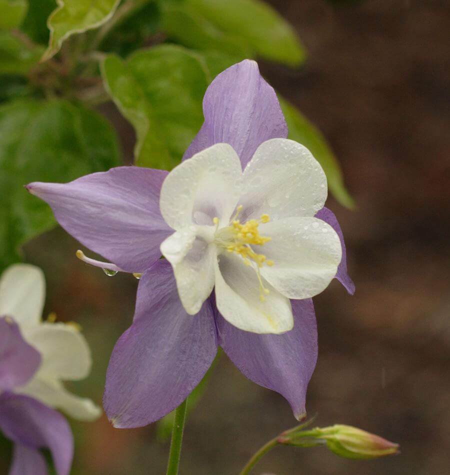 How to Grow Columbine