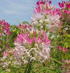 How to Grow Cleome