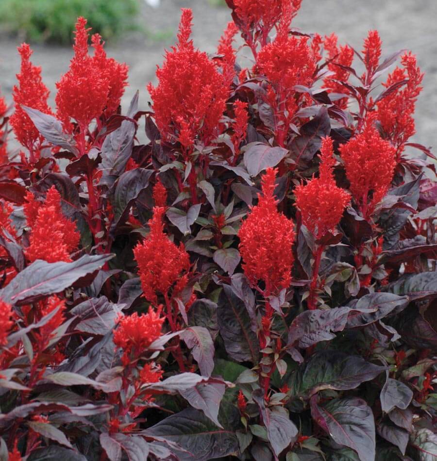 How to Grow Celosia