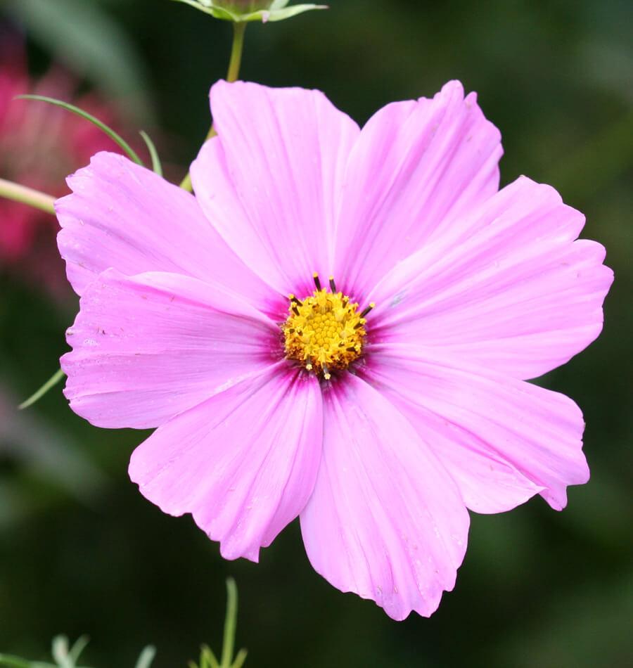 How to Grow Cosmos