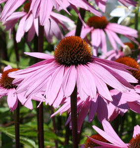 How to Grow Echinacea