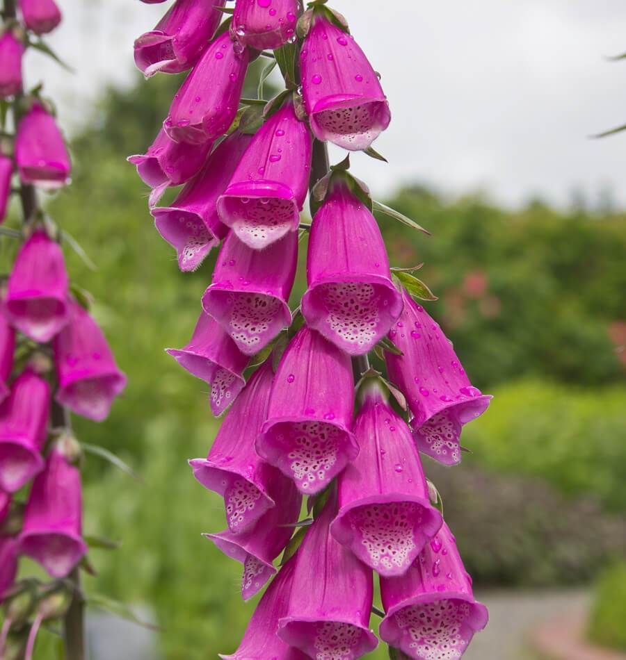 How to Grow Foxgloves "Digitalis"