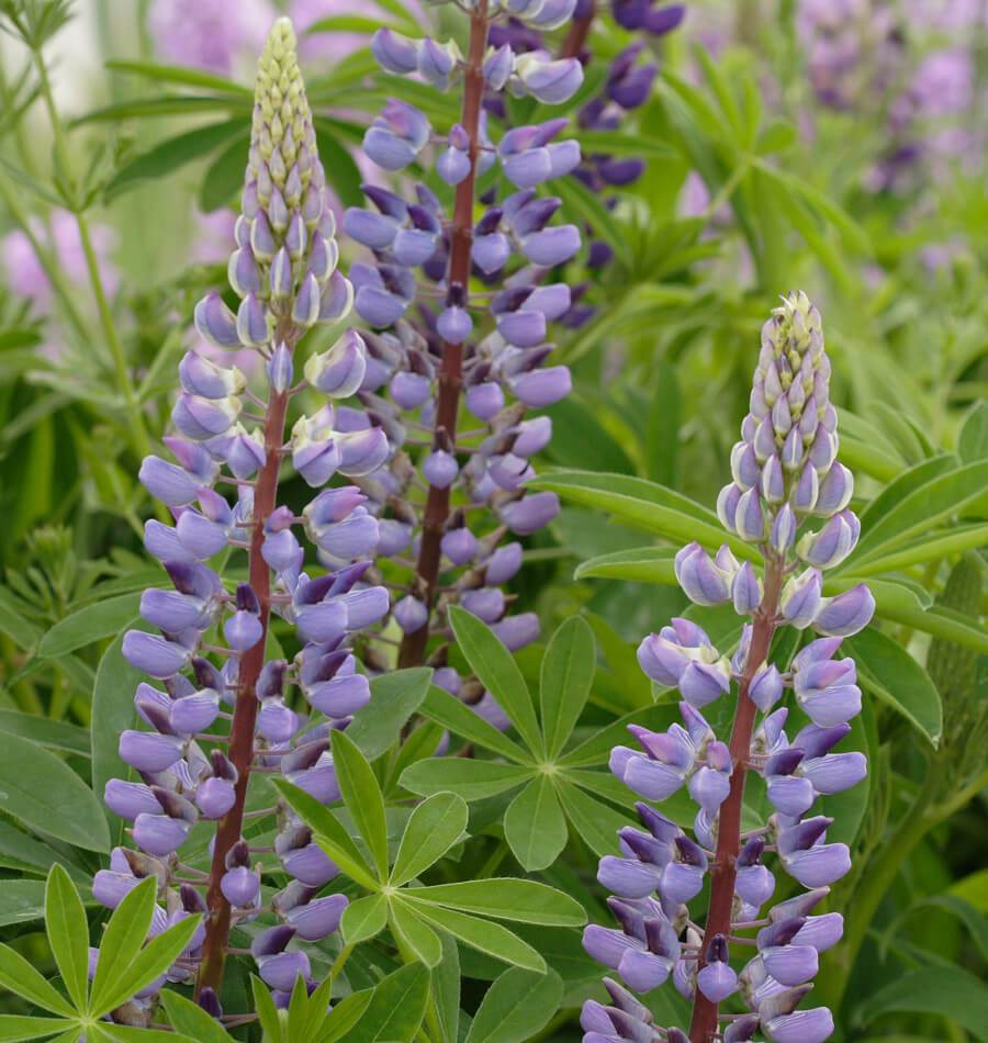 How to Grow Lupins