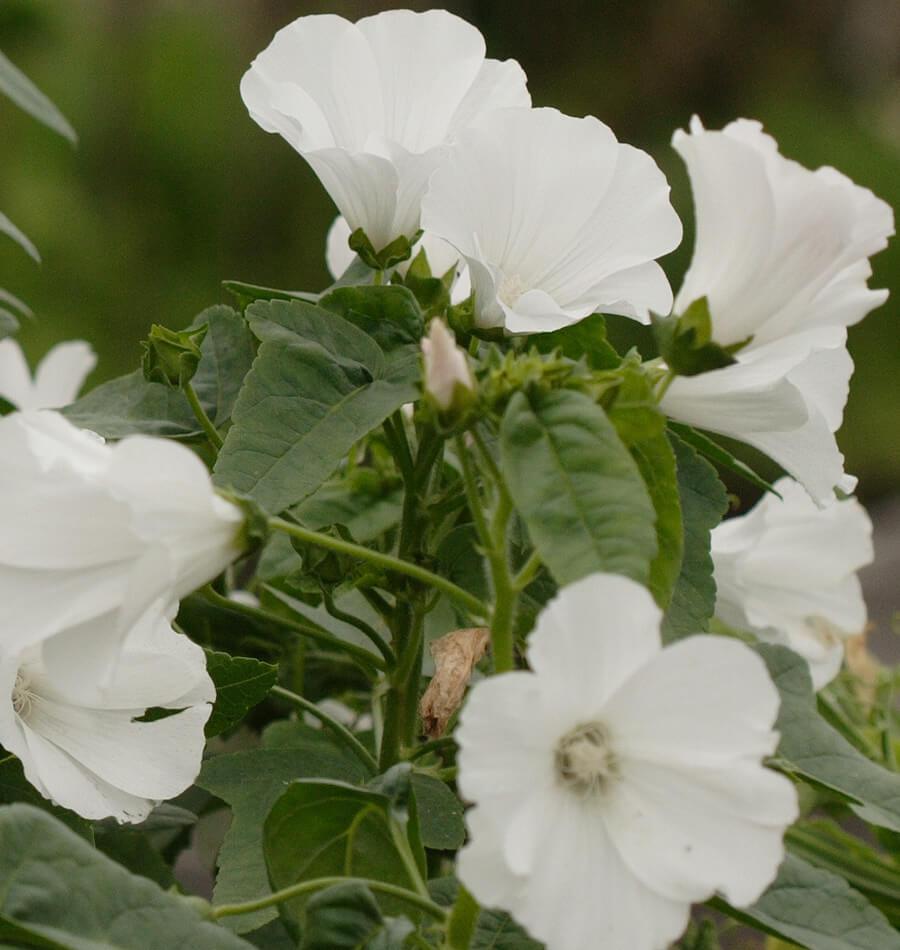 How to Grow Lavatera