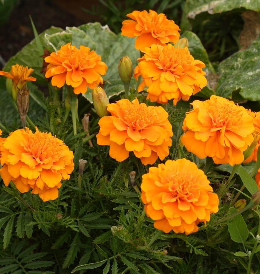 How to Grow Marigolds