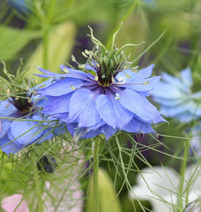 How to Grow Nigella