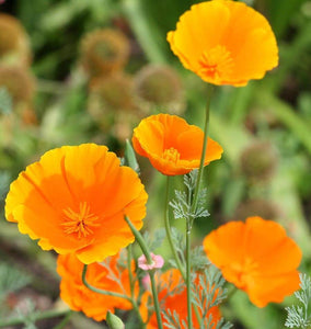 How to Grow California Poppies