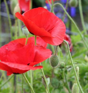 How to Grow Poppies