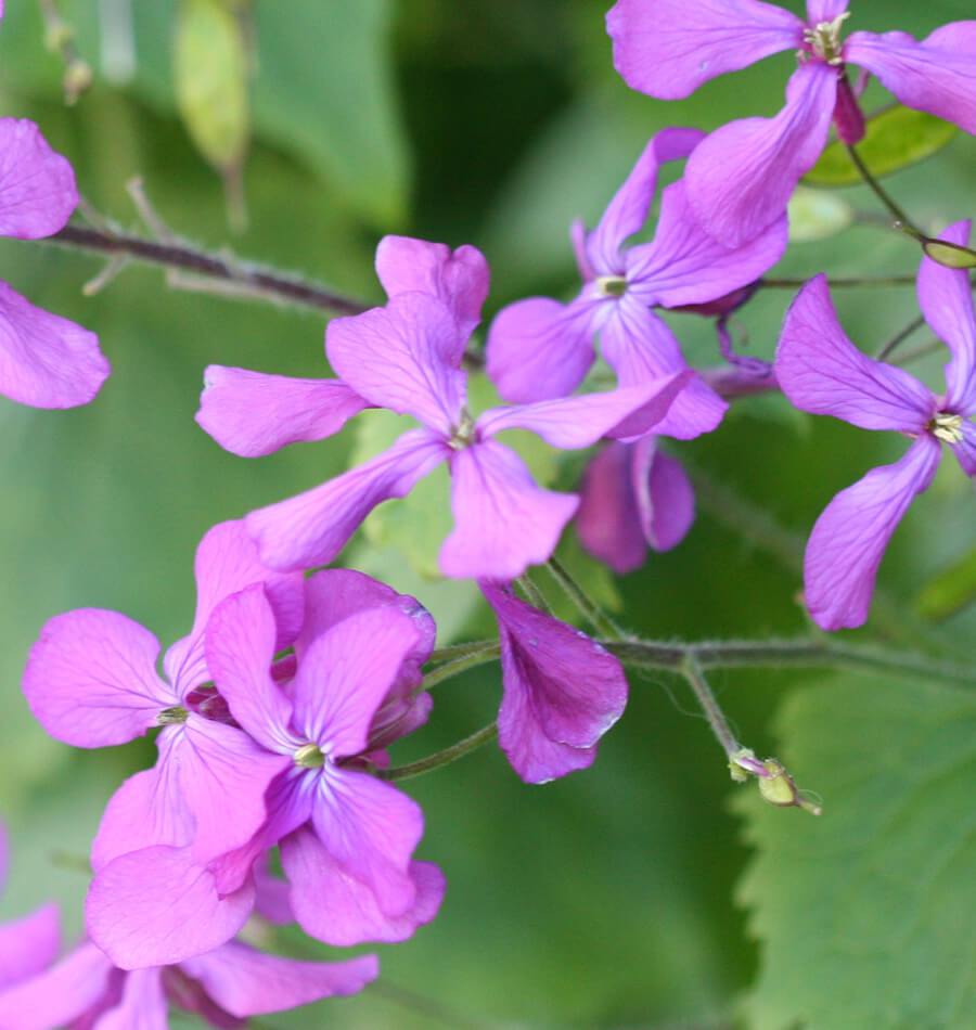 How to Grow Lunaria