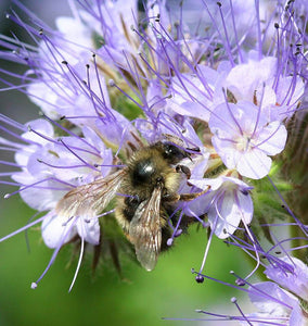 How to Grow Phacelia