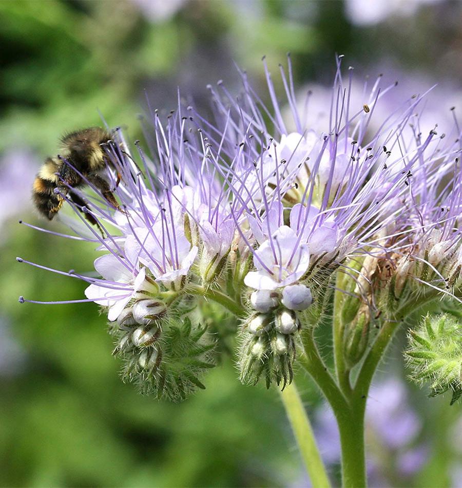 Improve Pollination with Phacelia