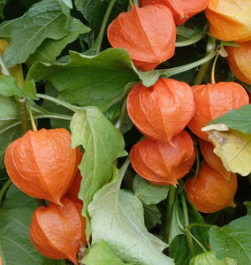 How to Grow Physalis