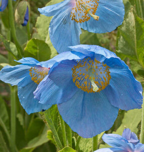 How to Grow Meconopsis