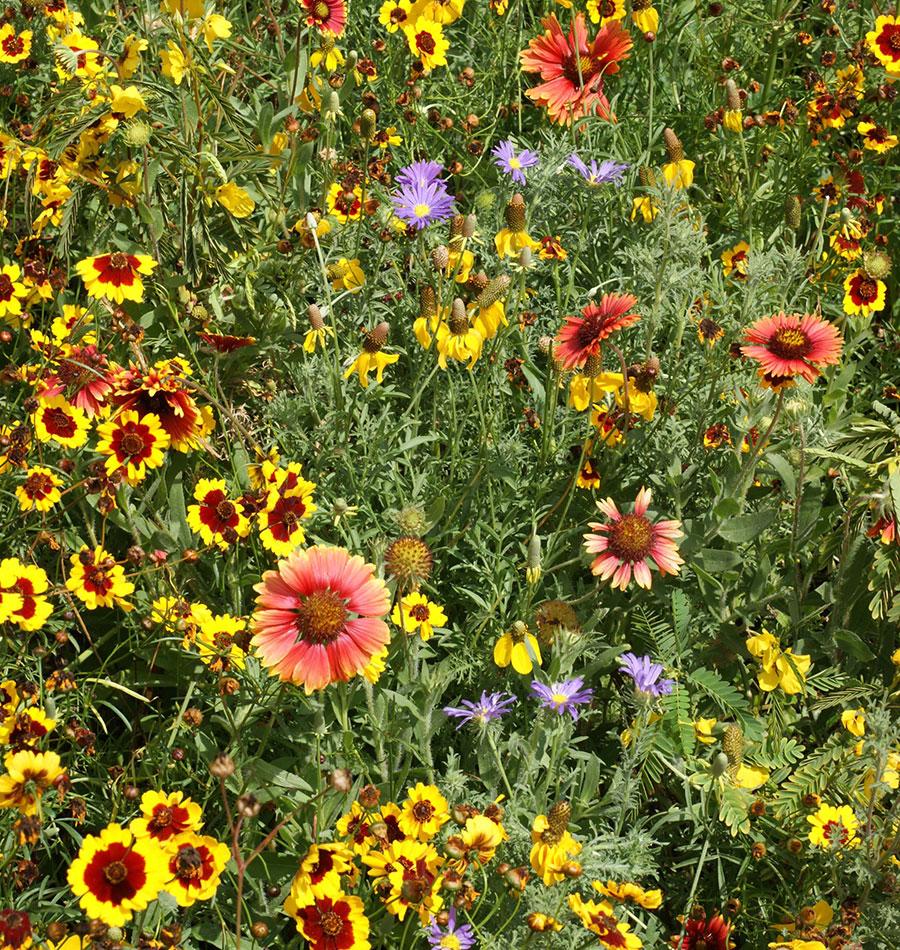 Southern Prairies Wildflower Blend Ingredients