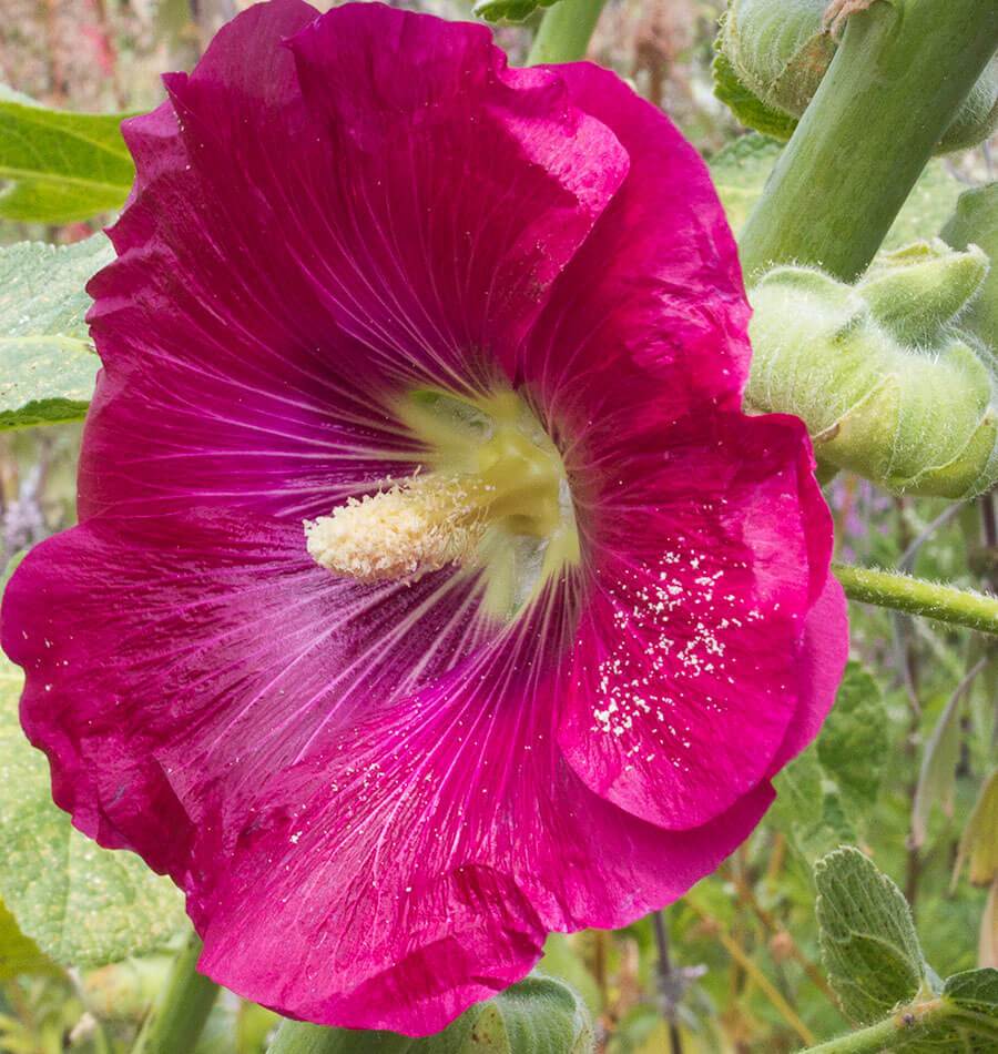 How to Grow Hollyhocks