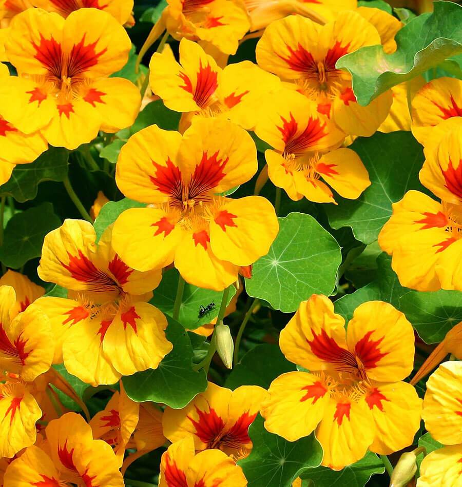 How to Grow Nasturtiums