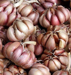 How to Grow Garlic