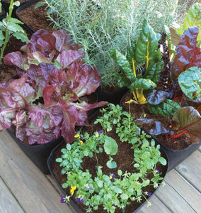 Growing Food in Containers
