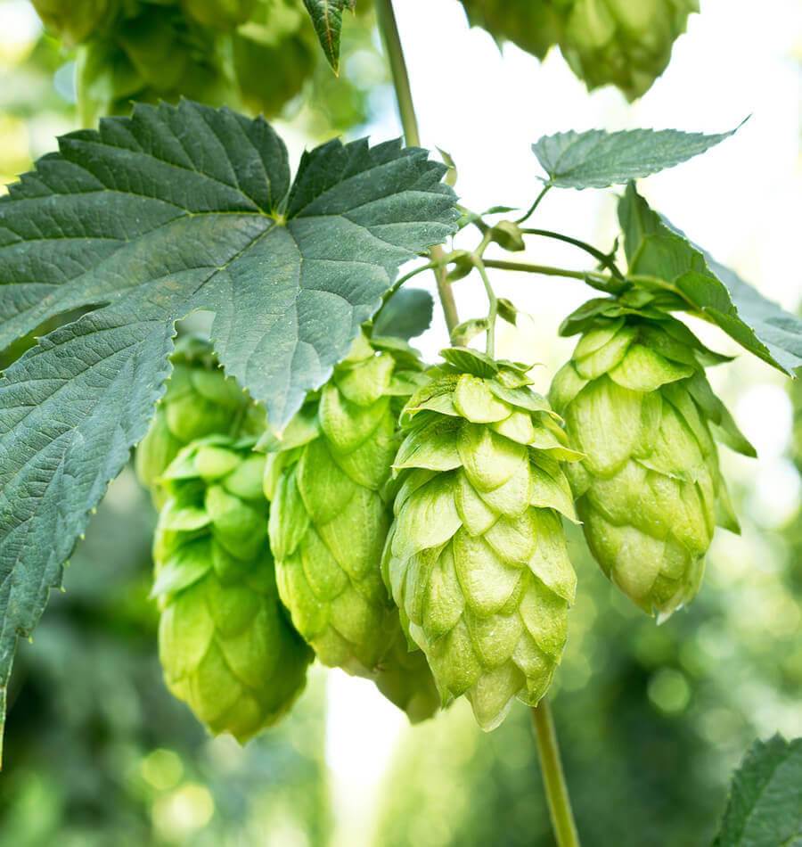 How to Grow Hops