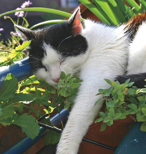 How to Grow Catnip